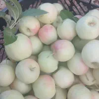 خریدار  سیب درختی شما.  روی درخت. در باغ هستم|خوردنی و آشامیدنی|بروجن, |دیوار