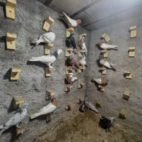 تعدادی رنگی|پرنده|شیراز, کوشک میدان|دیوار