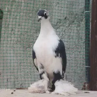 کبوتر ابلاغ مولوف ارکح