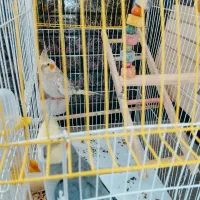 پرنده|پرنده|کرمانشاه, |دیوار