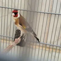 سهره نر