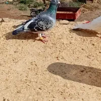 کبوتر پلاکی اصل|پرنده|اهر, |دیوار