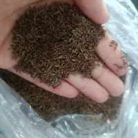 زیره کوهی کلات