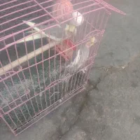 جفت مولد  صحبت کن