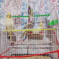 عروس هلندی|پرنده|تربت‌حیدریه, ده پائین|دیوار