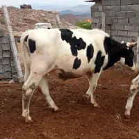 گوساله نر هولشتاین