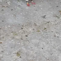 یک عدد ماده ی سینه و دم سیاه