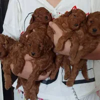 سگ پودل درجه یک