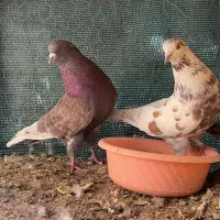 کفتر|پرنده|سیرجان, |دیوار