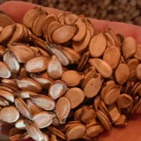 تخمه هندوانه بذری