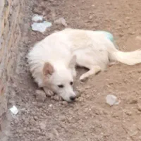 واگذاری سگ پامرا روباهی