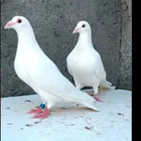 دوکت و سفید المانی چهی چاپی ملیمنز آگهی خونده شه