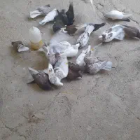 کبوتر ساعت بالاتضمینی شناسنامه دار