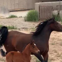 مادیان|اسب و تجهیزات اسب‌سواری|جوادآباد, |دیوار