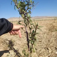 نهال بادام دو ساله تنو پیوندی درجه یک|خدمات باغبانی و درختکاری|تبریز, |دیوار