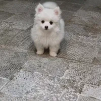 پامر،پامرانین، پامرین