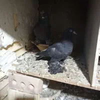 کبوتر|پرنده|تبریز, |دیوار