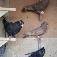 کفتر|پرنده|شیراز, شهرک آرین|دیوار