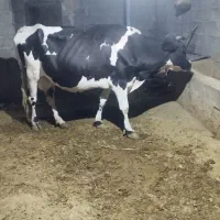 فروش گاو شیری با گوساله