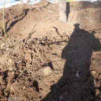 کود حیوانی|خدمات باغبانی و درختکاری|مشگین شهر, |دیوار