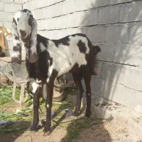 نر و ماده بز|حیوانات مزرعه|دزفول, |دیوار