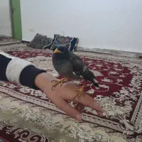 مرغ مینا سخن گو وکاملا دستی