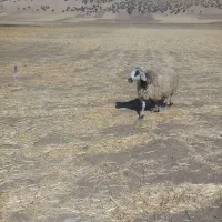 گوسفند خشک هی وه ورن|حیوانات مزرعه|چرداول, |دیوار