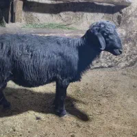 بره قوچ قره قزل لخت قوشلوخ مناسب برای نسل کشی
