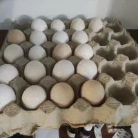 تخم مرغ نطفه دار گلین