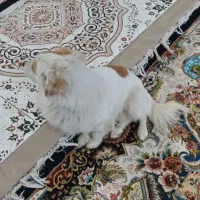 سگ باکوتاه