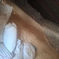 کاه گندم|لوازم جانبی حیوانات|شاهیوند, |دیوار