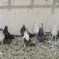 کفتر