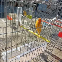 حیوان|پرنده|تبریز, |دیوار