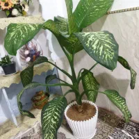 گل دیفن باخیا|گل و گیاه طبیعی|بجنورد, |دیوار