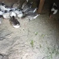 غاز|حیوانات مزرعه|شاهین دژ, |دیوار