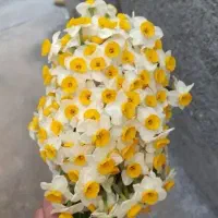 فروش گل نرگس از یک کیلو به بالا