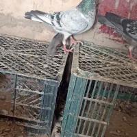 کفتر