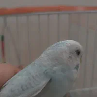 مرغ عشق|پرنده|شیروان (خراسان), |دیوار