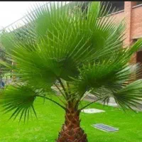 گل کاری ، باغبانی، حرص درختان ، باغچه کاری ،