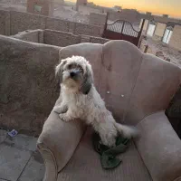 دوتا سگ پاکوتاه فروشی