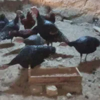 سلام|حیوانات مزرعه|چناران, |دیوار