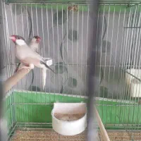 فنچ نرگسی شکلاتی مولد