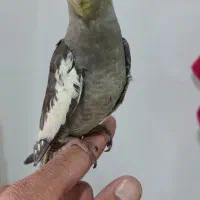 عروس هلندی رام دستی