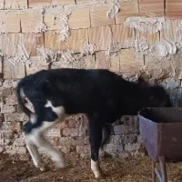 گوساله نر  ۲۵تا ۳۵ روزه۴ رس مناسب   پروار بندی