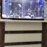 اکواریوم و ماهی و تجهیزات