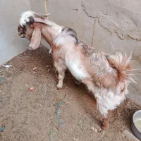 پازن وتیشتر برخورده|حیوانات مزرعه|بندر گناوه, |دیوار