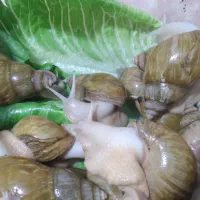 آچاتینا بالغ و مولد