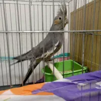 عروس هلندی|پرنده|تهران, اتابک|دیوار