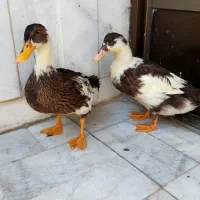 دو تا اردک خانگی