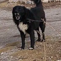 واگذاری سگ قهدریجانی